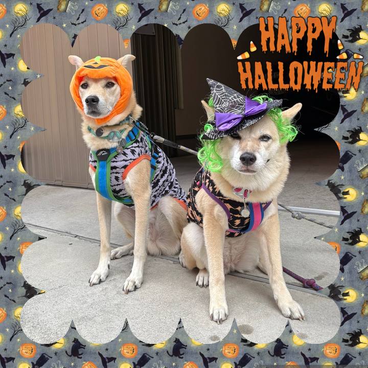 0412a207 905b 4471 a652 b8314c0c79ea 1761889459595