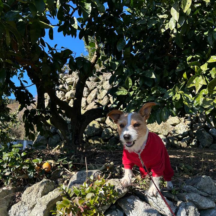 0413c00b 0a45 4f43 8052 52155d158991 1769135324744