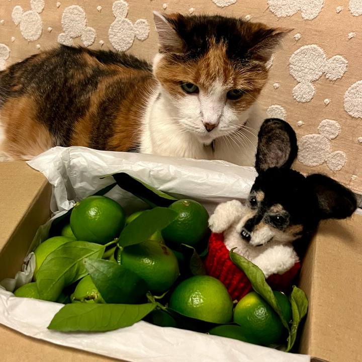 04155faf 33fe 42d6 9fb8 ea625686c140 1694090232879