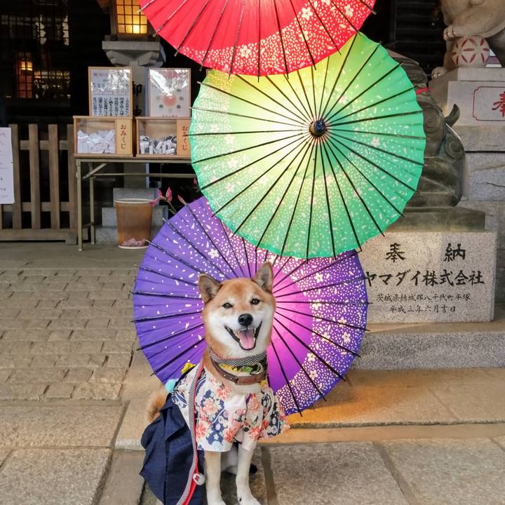 041c155e 00ee 4dfd ac2b b7c0c0e990a4 1605425003816