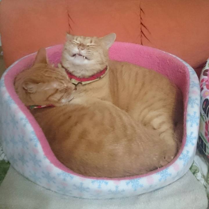 041cf0f5 e0df 4d26 a9e8 e11e132cca75 1515567543103