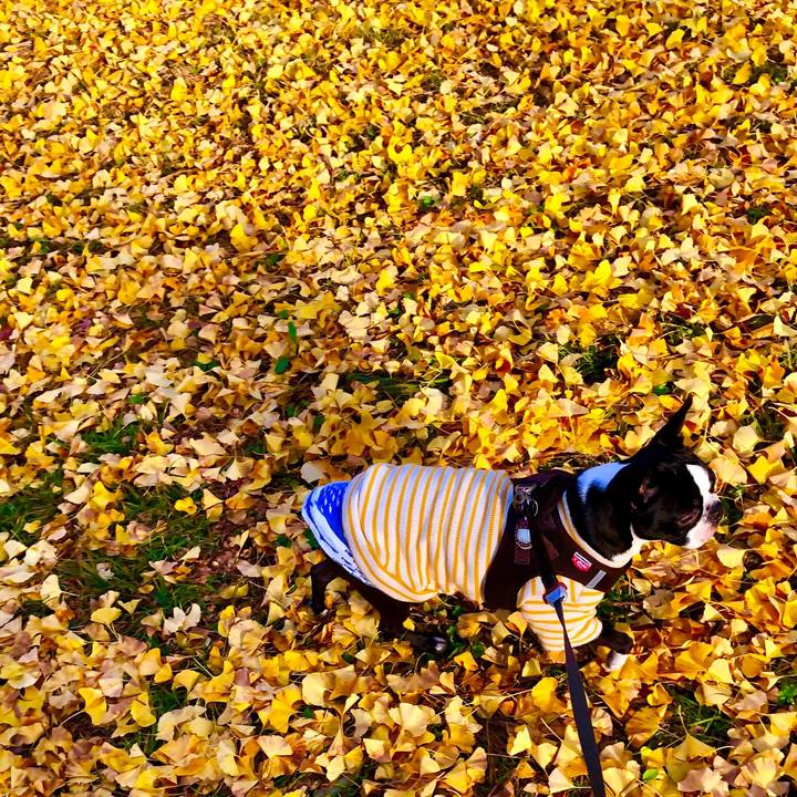 041d8f32 c1d9 46b2 b5c3 10a9f05d760e 1543737122567