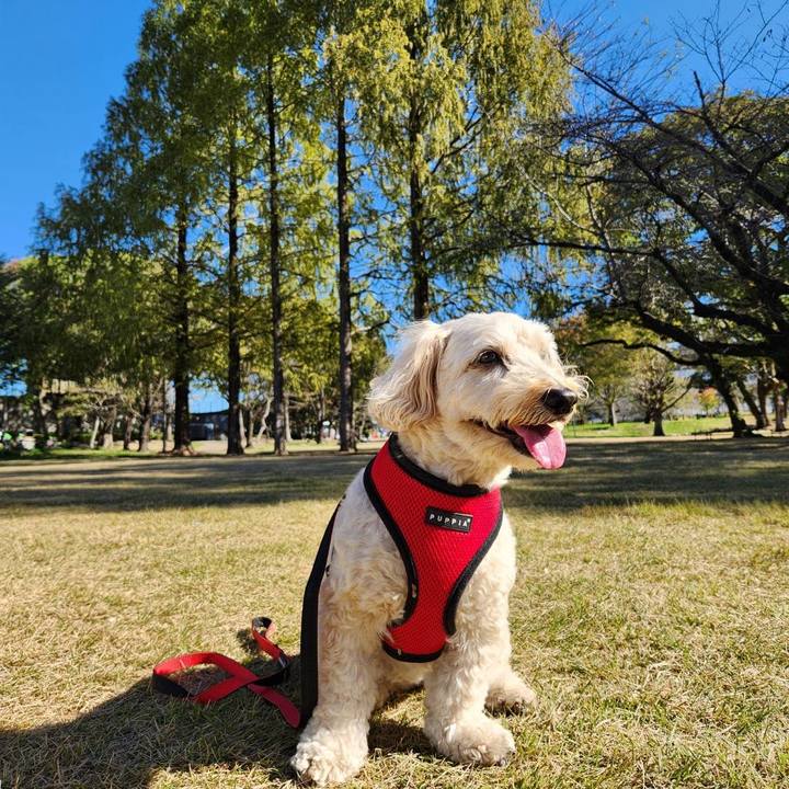 04260a6e 70e0 46dc 8fbe e066de9d833d 1762404855083