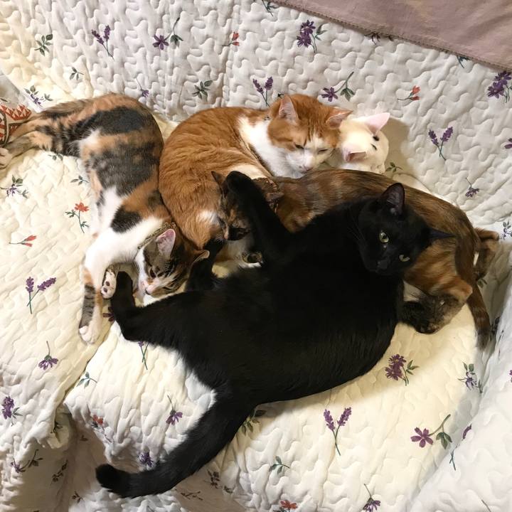 042729da b18f 4b23 8a79 c00598537646 1604137154138