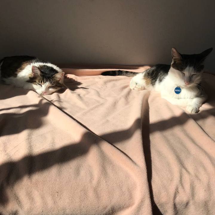 042cca00 de68 4739 9de6 c7dd161ff2d6 1542952400512