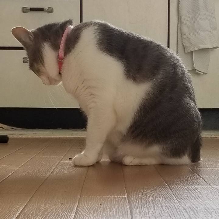 042d1550 2964 4a7d a54e 493a9c398b88 1587043061405