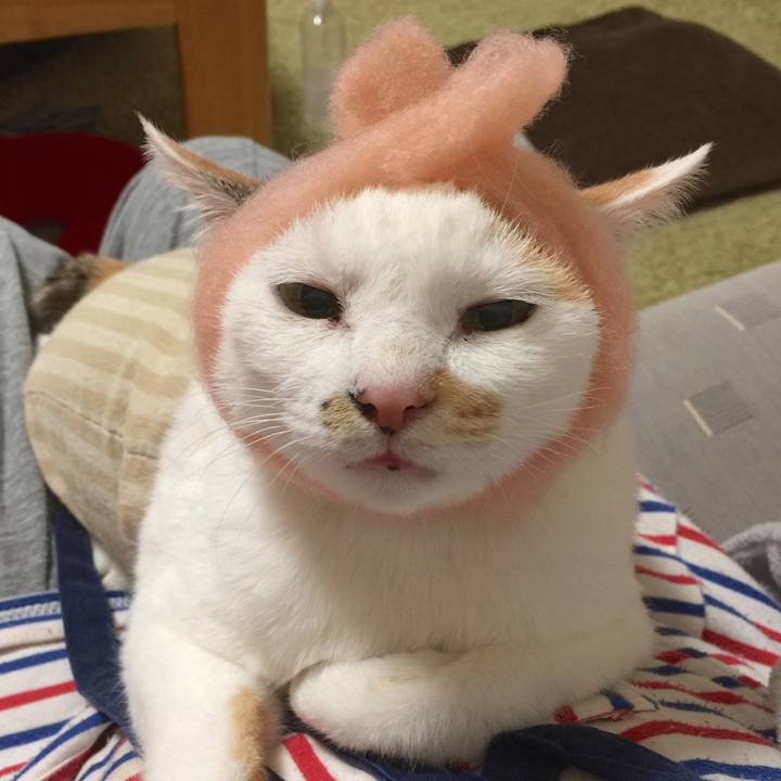 042d70dc d421 446a a859 28039bdf9a04 1511351123765