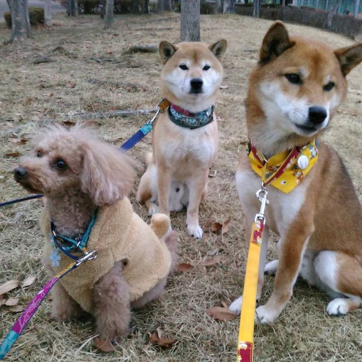 042ed9ee 9b73 45ec 82bc 83445d867e0f 1512722639243