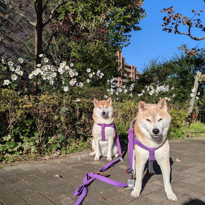 042f7aab 2f56 49af aa7a c4ac9cc3a839 1762136994450