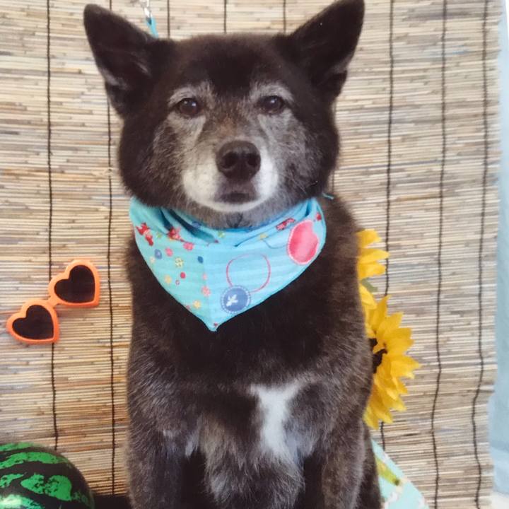 04308c4d 6bfe 4001 9cca 542663b6f491 1597059580967