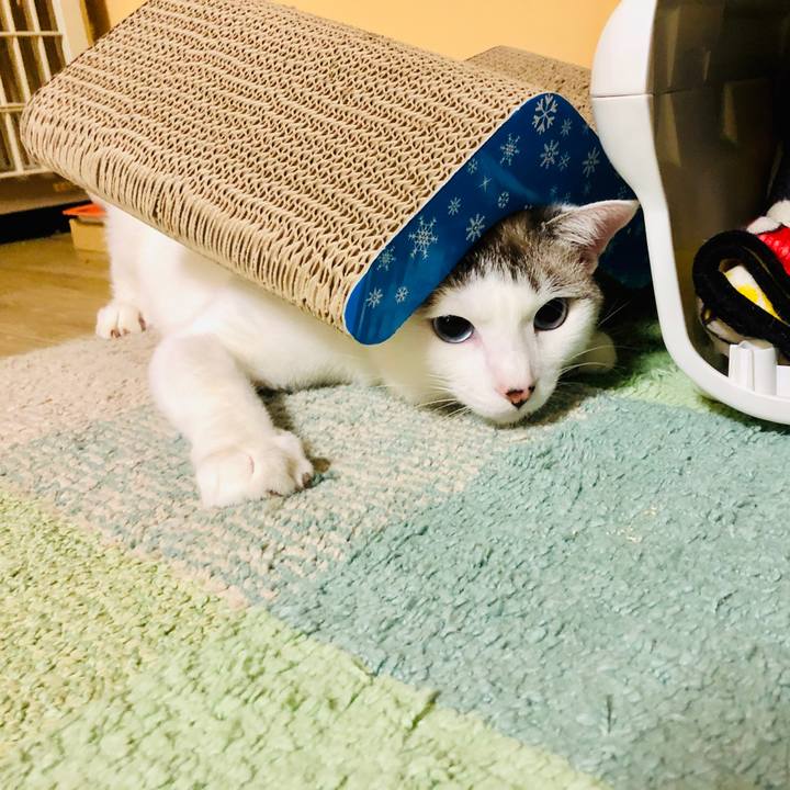 0431761c 0418 45b4 8258 fc19792f3317 1602244760549