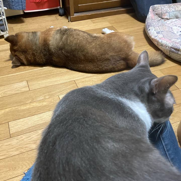 04351ff1 969c 4a9a b8e7 340058ef0447 1664182024875