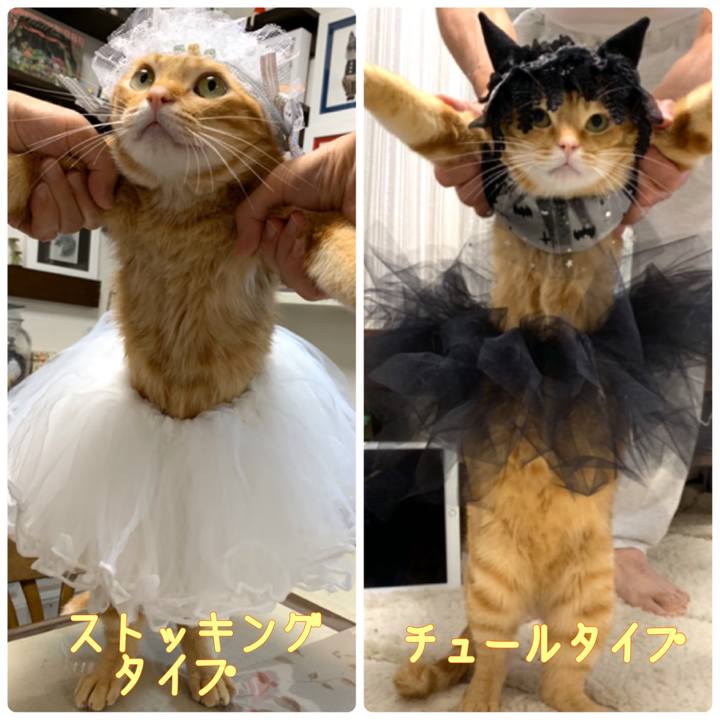 043549e8 ef59 466b bb12 3ad7c331c756 1570663251786