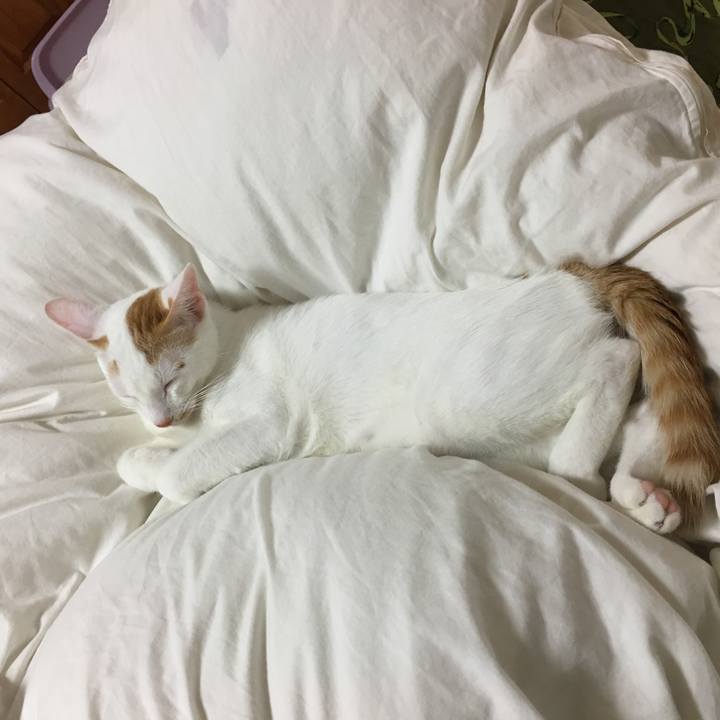 043564ba b62e 4368 b350 37b6bc385e51 1507972512381