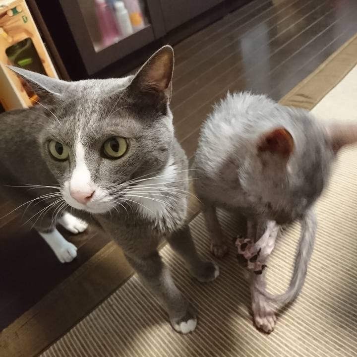 0437330a e3c9 44aa b746 58b2e0068674 1531053868722