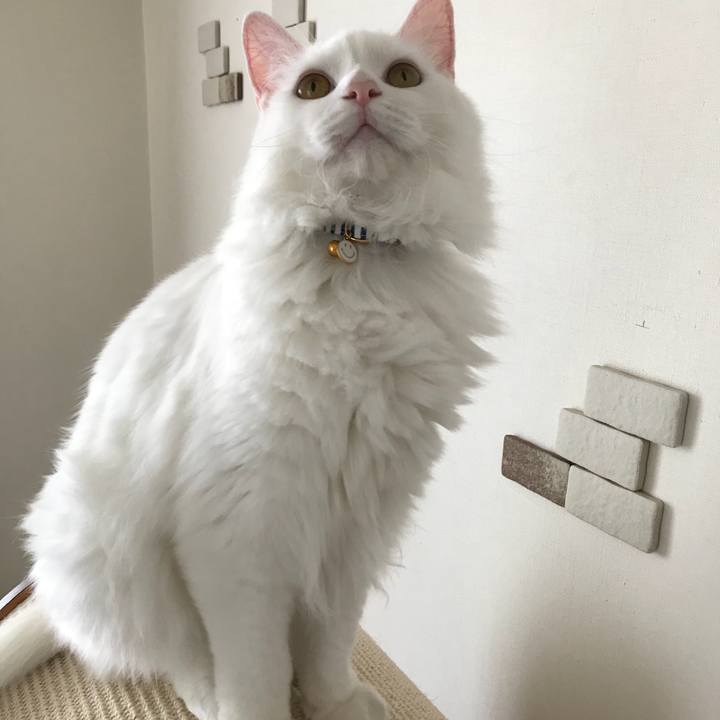 04383246 3705 4223 aeaf d9c6529e00d0 1527390894823