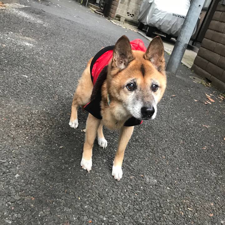 0439622d 997a 4d84 a764 2e92e30c48c9 1544396183617