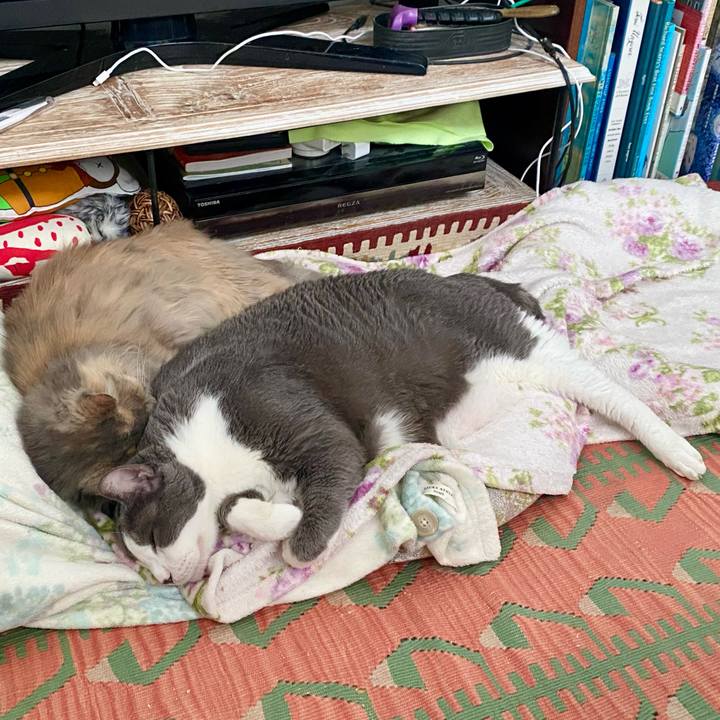 043a004b eaab 4a70 9a92 2f918d908d93 1767617453818