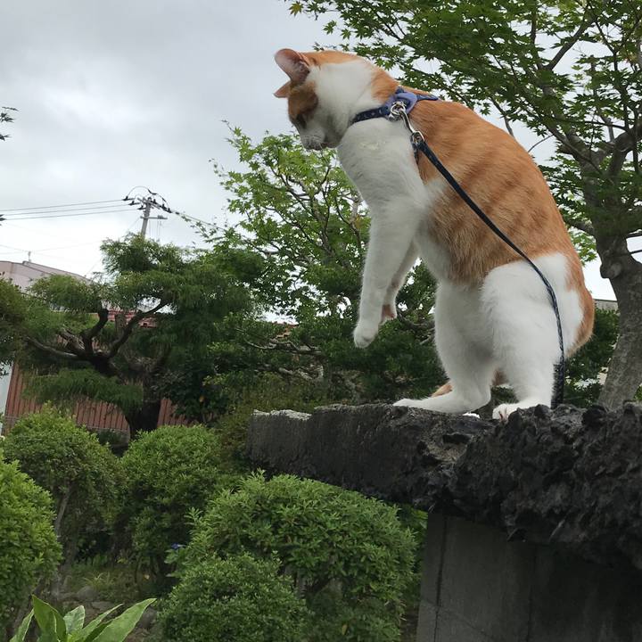 043c083a f6d1 4b06 9c94 b517fb2cdc63 1531033499875