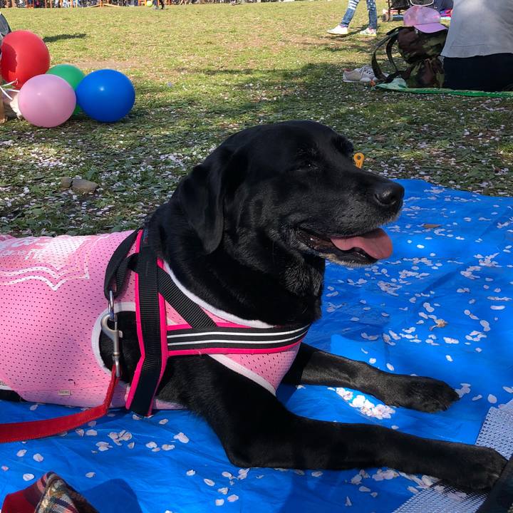 043c5aba dbf7 4ef5 89f7 fa91d7554cc5 1522495781701