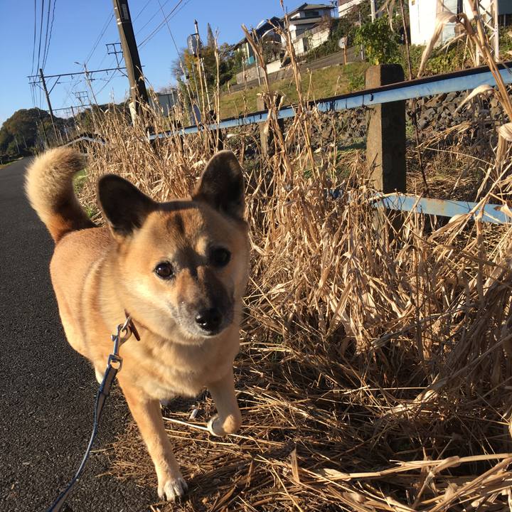 043fe8de 62c0 40ca 9099 ee3e57dff399 1511048217272