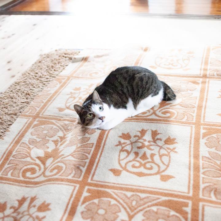 044184d2 8e61 439a 80ff 98a28095d955 1609338238772