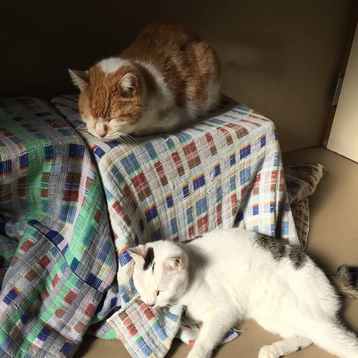 04460869 f65b 408e 8998 14b94687a98b 1514287786130