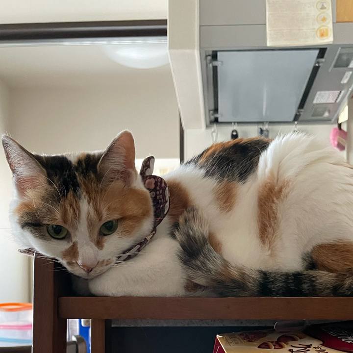 044654b8 804e 41d3 8acf c0a873eccdd2 1743957929936