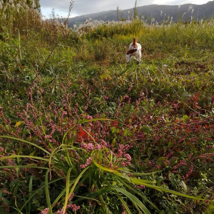 04479435 2aa4 4c27 b4c1 95ff96295547 1605138606574