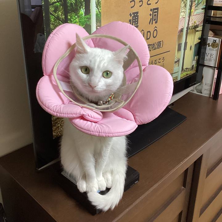 0449c130 55f6 45a3 a84f 3074434637a7 1683069138129