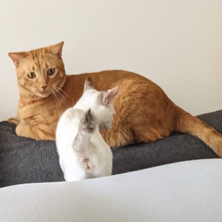 0449ca11 7d0d 428a a4ec 56a1478408a7 1690075049258