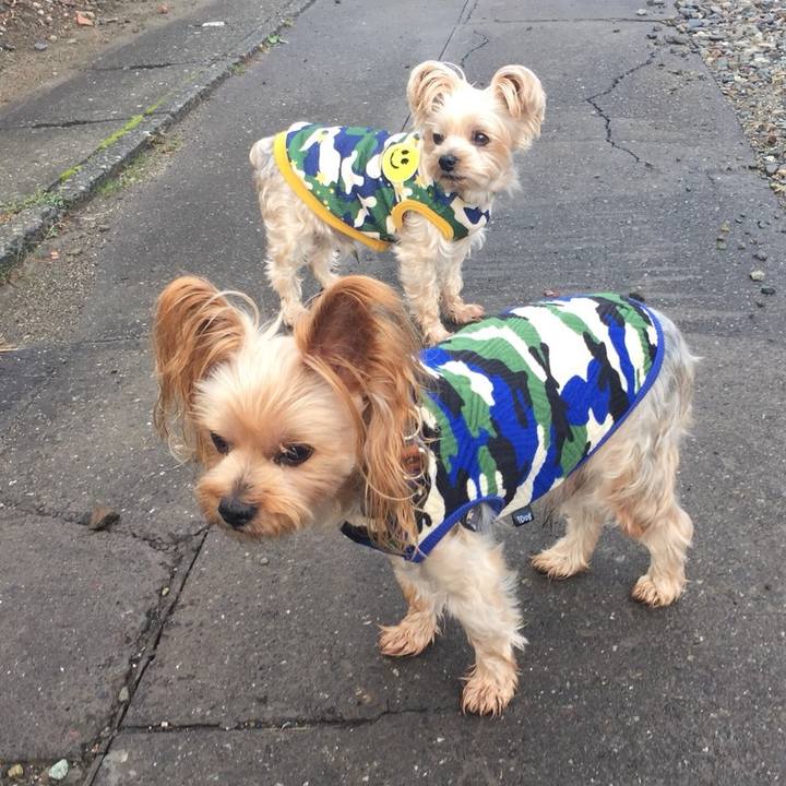 0449d267 8600 46c2 b902 5327e5d44102 1539556191096