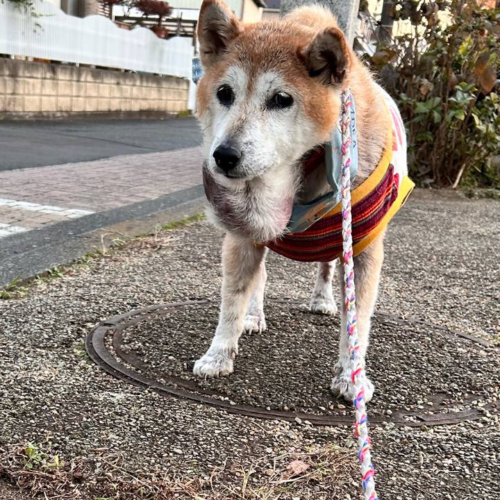 044fde6a f1e2 4fe0 99ed c35df0174896 1763627782276