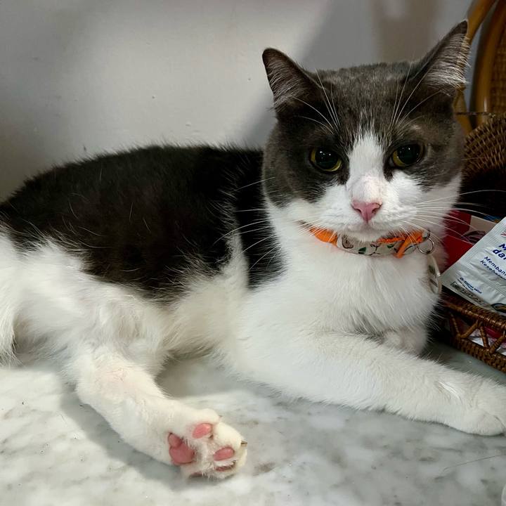 0450909f d01d 4807 8802 8002d025d527 1766705464897