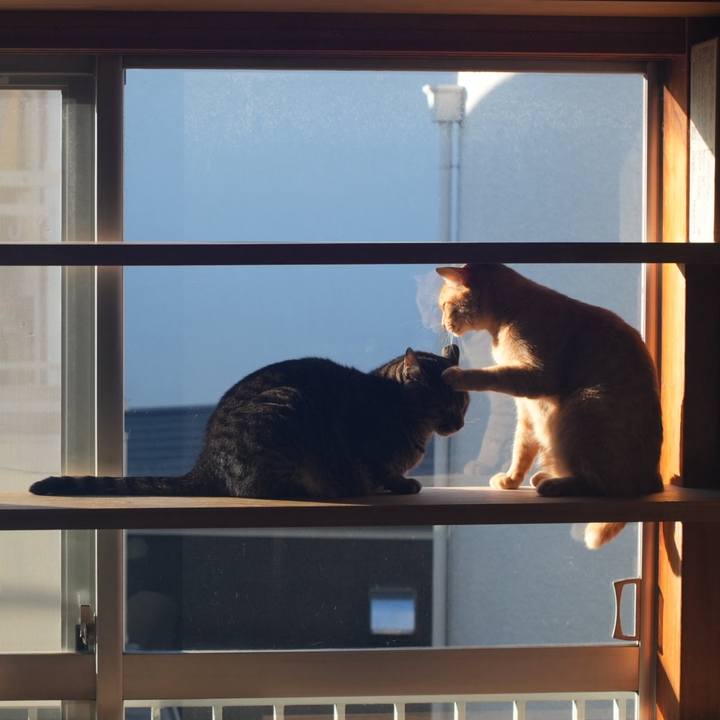 04558ab1 c5ea 4d5a 9d72 9e93c4ed0c91 1738675039840