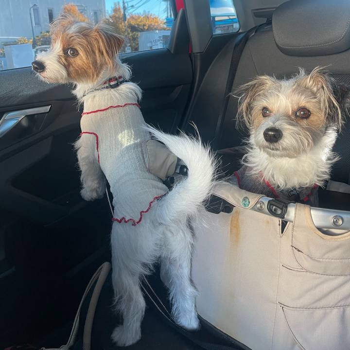 0455b7e8 e4aa 4570 843a 5e07214e6bfe 1764140227881