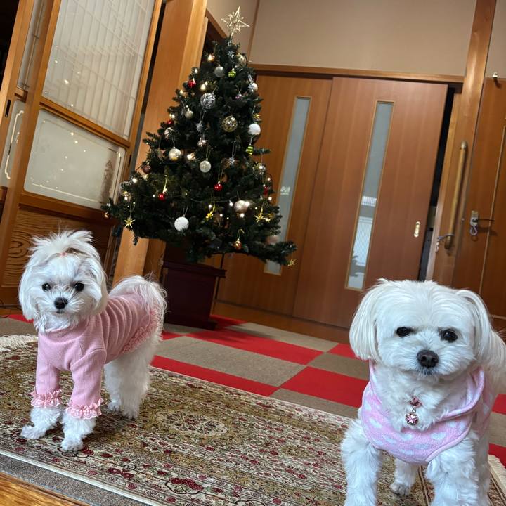 0459045a 88ba 4447 9c1d 9f77a7a8c335 1732796540282