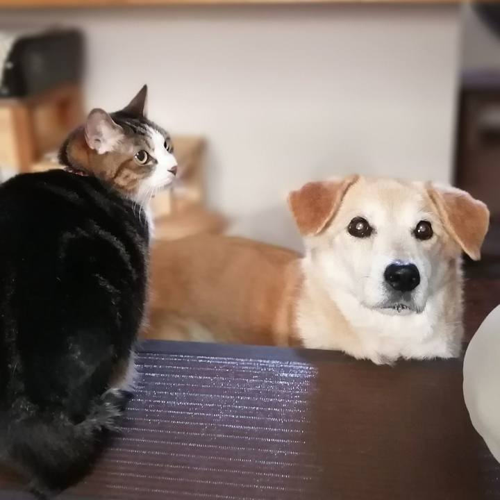 045a231b 2a04 40a0 a8a5 01c0beb20718 1618997825971