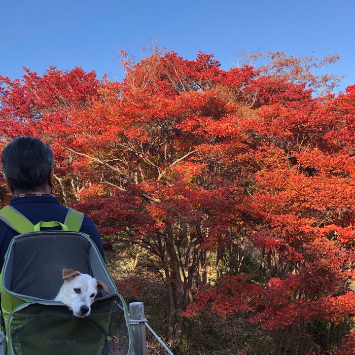 045fd6d6 0063 4475 bce1 6c926e001ad5 1637399412852