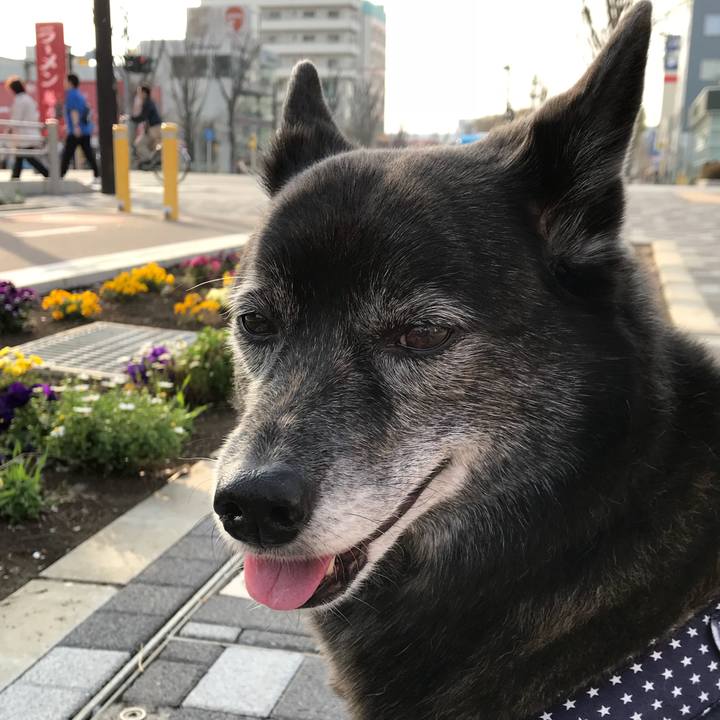 04624253 8352 4d4f aae7 9a86bbf03c49 1523539936359