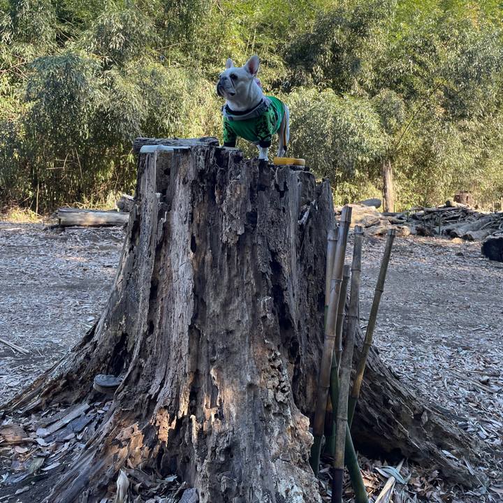 0462f0c7 335b 4c17 b8d4 608d94417cfd 1769950042901