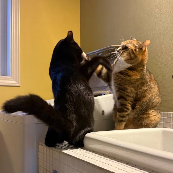 0463d2f3 d71c 4ab9 8fa5 82c1989c1782 1760655056541