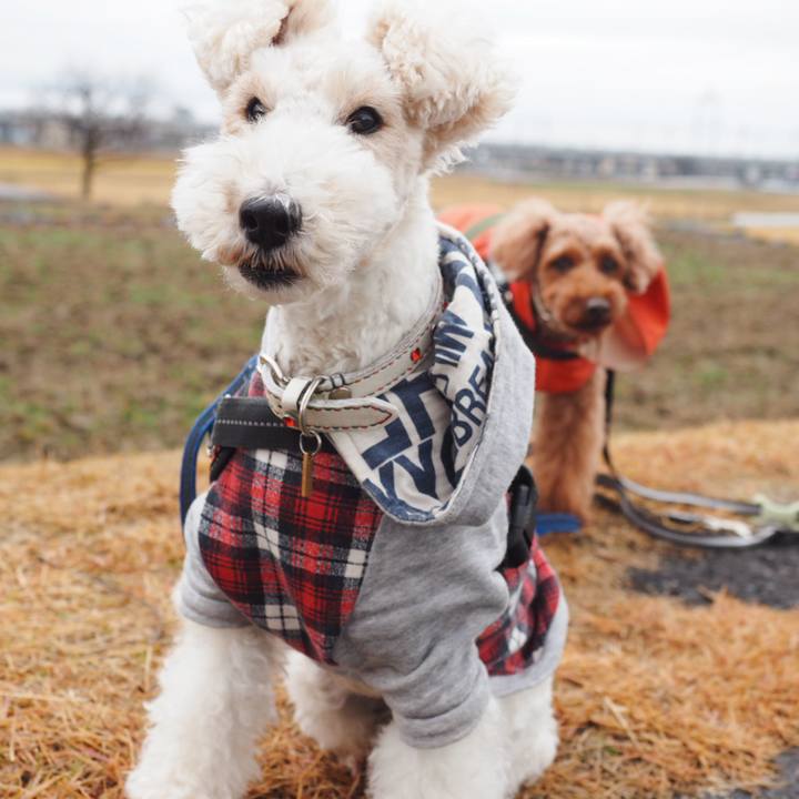 0465d043 9b3e 4f2e af72 72a92e504e4c 1545488221022