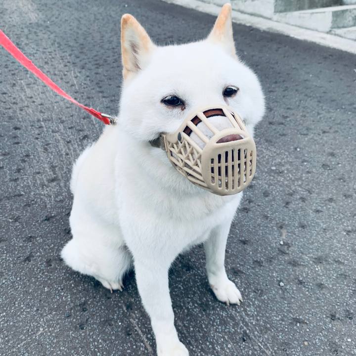 04698589 acb5 4c49 8832 e51ca32dc5c0 1594848873410