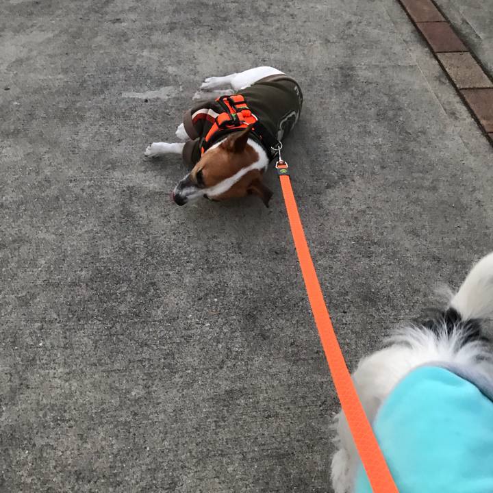 04699c61 b09c 40ba a8a2 34f29c6c41cb 1545206846379