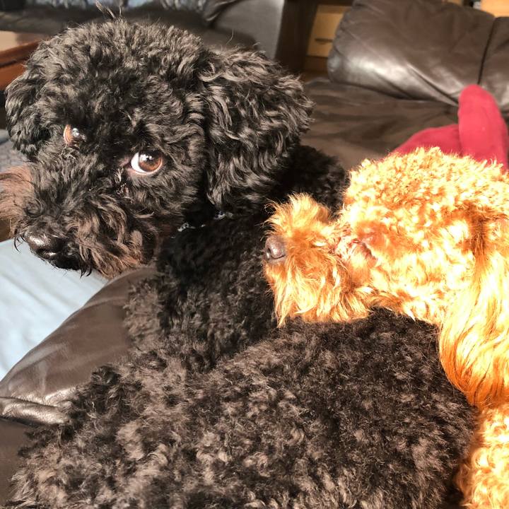 046b4a3f e99f 4b37 bb78 8f5607ab8c08 1511596486503