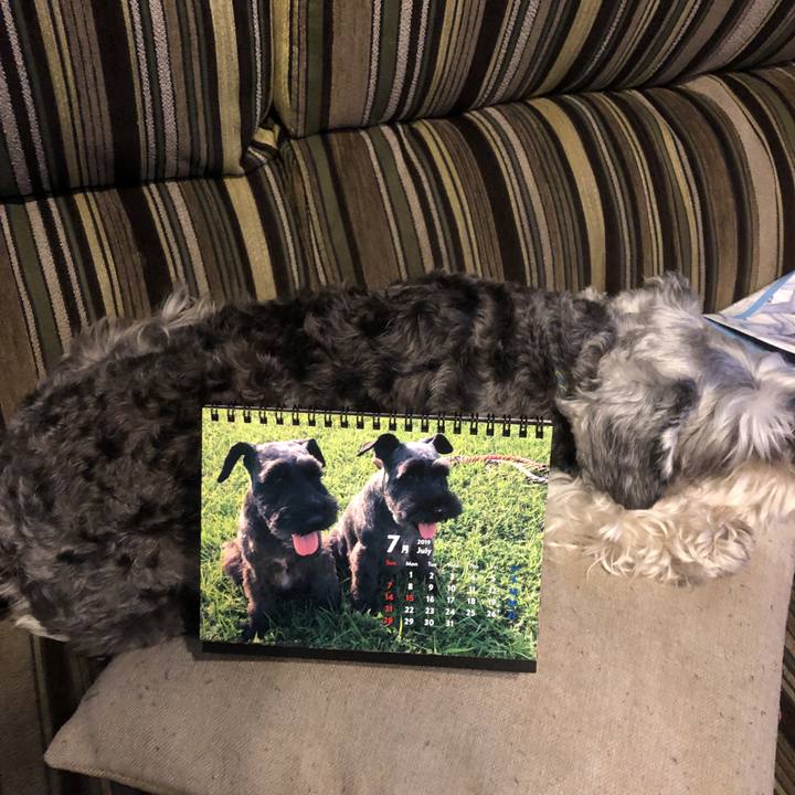 046c3e5a a47d 44d4 9719 9647f62dfed3 1562218753297