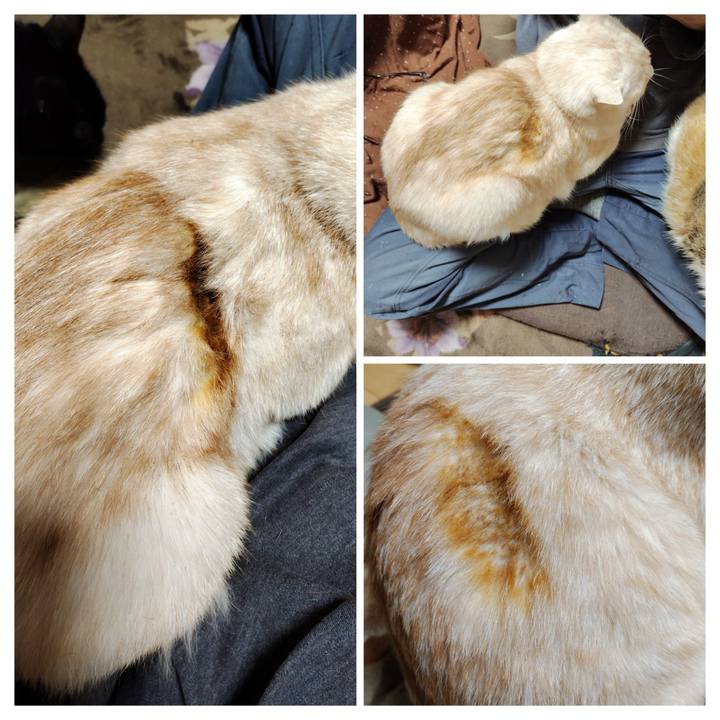 0472a996 e45e 4590 b591 379e78808776 1739140476532