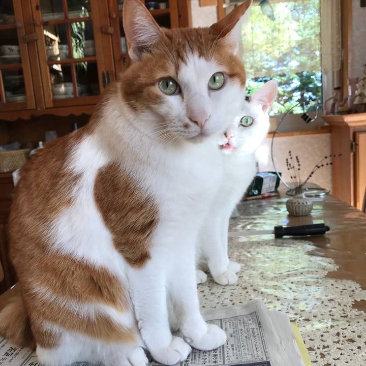 0473fec1 1265 42f9 8408 9a708a36eed1 1539580862034