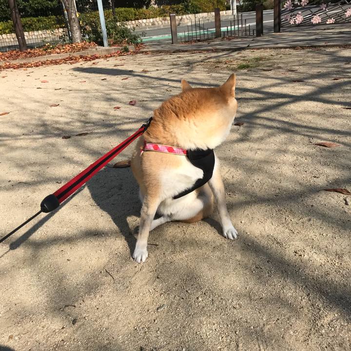 047a1fdd b5a2 4c3f acd0 3bb1a7caeaaf 1512914385123